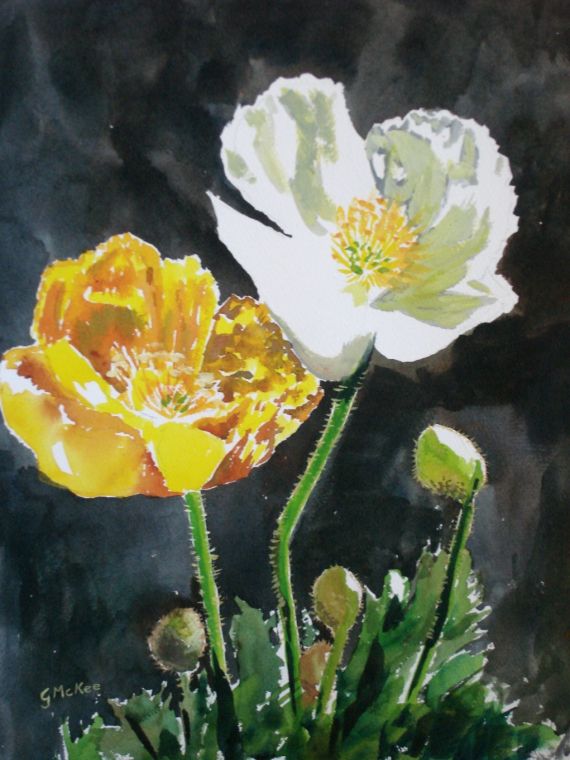 A painting by Grace McKee of white and yellow poppies against a dark ground.